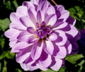 SANDIA SHOMEI
