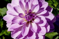SANDIA SHOMEI