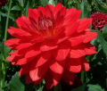 TARATAHI RUBY