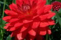 TARATAHI RUBY