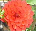 BLOOM'S KEHALA