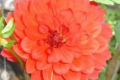 BLOOM'S KEHALA