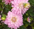 PINK WATERILY