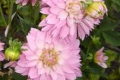 PINK WATERILY