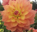 CHARLIE DIMMOCK