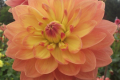 CHARLIE DIMMOCK