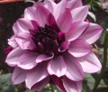 CREME DE CASSIS