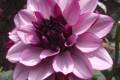CREME DE CASSIS