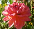PHYLLIS FARMER