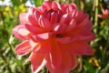 PHYLLIS FARMER