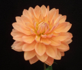 SANDIA SUSAN