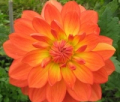 TARATAHI GLO