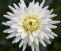 WHITE PERFECTION