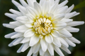 WHITE PERFECTION