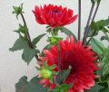 GARDEN WONDER