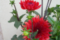 GARDEN WONDER