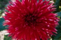 BLOOMQUIST CAYSON