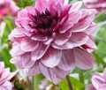 CREME DE CASSIS