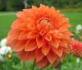 PRINCE OF ORANGE