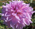 ALMAND JOY