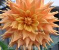 HOLLYHILL ICARUS