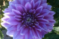 FERNCLIFF INSPIRATION