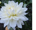 WHITE ALVAS