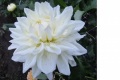 WHITE ALVAS