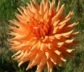 SANDIA TIGER