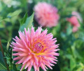 PEGGY'S PEACH