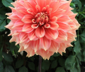 SUMMER BEAUTY