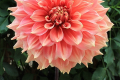 SUMMER BEAUTY