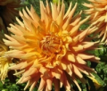WYN'S AZTEC GOLD