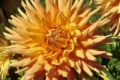 WYN'S AZTEC GOLD