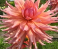 WYN'S PINK THINKING OF YOU