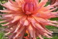 WYN'S PINK THINKING OF YOU