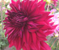 ALAUNA MEXICALIA