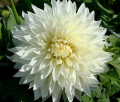 FLEUREL