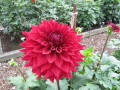 HARTS BLOOD RED