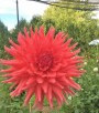 HOLLYHILL ELECTRA