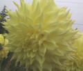 PENHILL YELLOW QUEEN