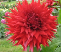 WYN'S RED STILETTO
