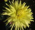 YELLOW PASSION