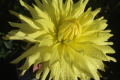 YELLOW PASSION