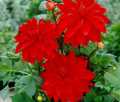 BABYLON RED
