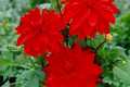 BABYLON RED