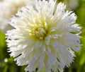ICE CRYSTAL FIMBRIATA