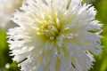 ICE CRYSTAL FIMBRIATA