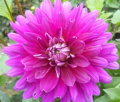 AYERS PURPLE PARAGON