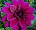 BABYLON PURPLE
